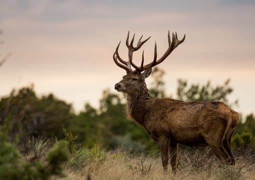 Red stag framed on the horiz