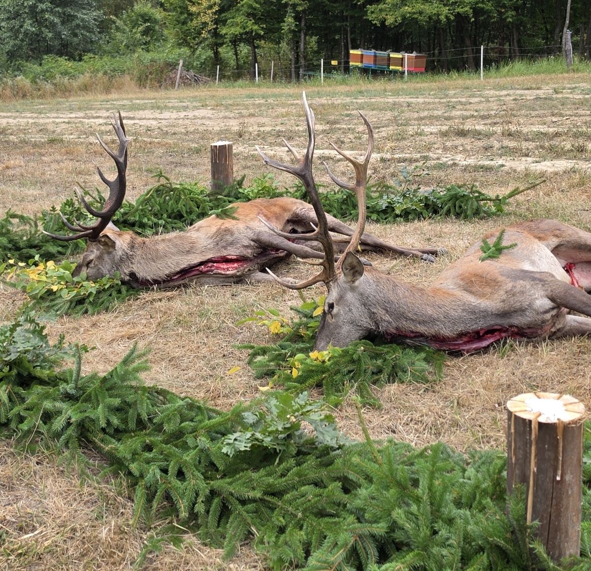 Stag ceremony 1